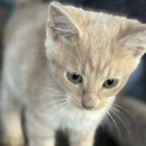 Thumbnail photo of Butterball (Kitty) #1