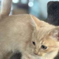 Thumbnail photo of Butterball (Kitty) #2