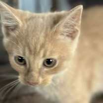 Thumbnail photo of Butterball (Kitty) #3