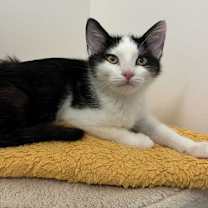 Thumbnail photo of Kitten Ravioli #2