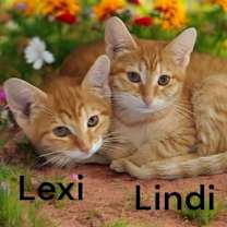 Thumbnail photo of Lindi #4