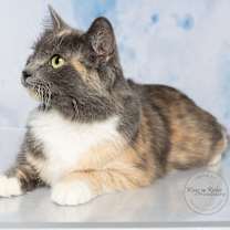 Thumbnail photo of Coral #2