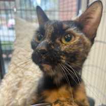 Thumbnail photo of Rolo #3