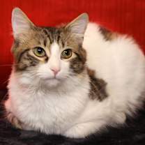 Thumbnail photo of Milo #1