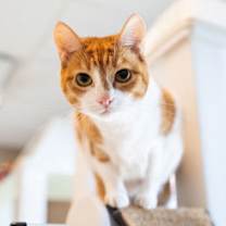 Thumbnail photo of Shinx #1