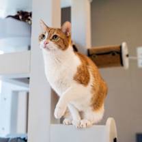 Thumbnail photo of Shinx #2