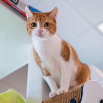 Thumbnail photo of Shinx #3