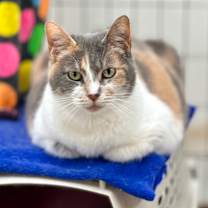 Thumbnail photo of Blue #1