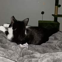 Thumbnail photo of Ross #4