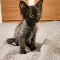 Thumbnail photo of Prince Zuko #2