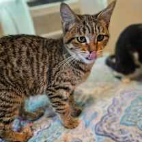 Thumbnail photo of Pearl LH #1