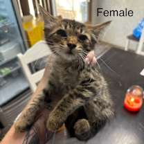 Thumbnail photo of Sweet Pea LH   #2