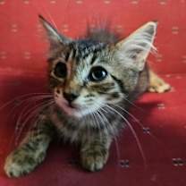 Thumbnail photo of Sweet Pea LH   #4