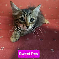 Thumbnail photo of Sweet Pea LH   #3