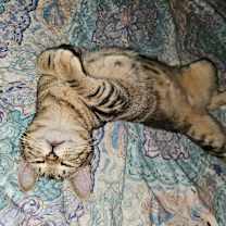 Thumbnail photo of Cindy LH #1