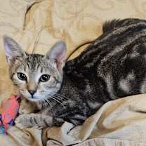 Thumbnail photo of Cindy LH #2