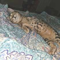 Thumbnail photo of Cindy LH #3