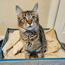 Thumbnail photo of Sweet Pea LH   #1