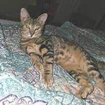 Thumbnail photo of Cindy LH #4