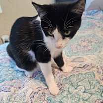 Thumbnail photo of Cassandra LH #3