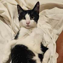 Thumbnail photo of Cassandra LH #1