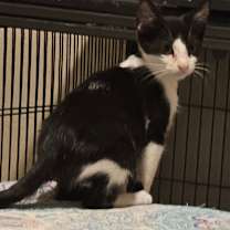 Thumbnail photo of Cassandra LH #2