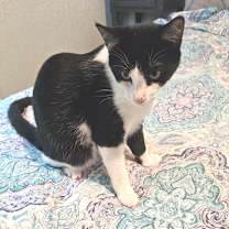 Thumbnail photo of Cassandra LH #4