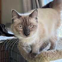 Thumbnail photo of Royal #1