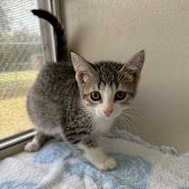 Thumbnail photo of Fabuloso #1