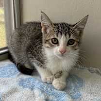 Thumbnail photo of Fabuloso #2