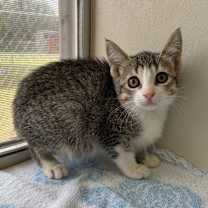 Thumbnail photo of Fabuloso #3