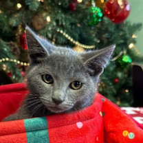 Thumbnail photo of Jimmy Joe Jr. #2