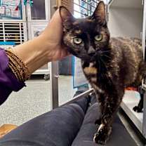 Thumbnail photo of Buttercup #4