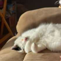 Thumbnail photo of Ember #4