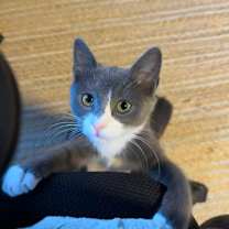 Thumbnail photo of Oakley #2