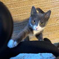 Thumbnail photo of Splinter #3