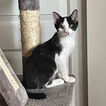 Thumbnail photo of Clifton - Apartment Litter #2