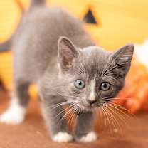 Thumbnail photo of Nyx #1