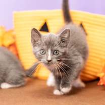 Thumbnail photo of Nyx #2