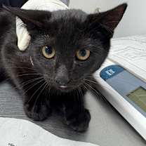 Thumbnail photo of Yoko #1