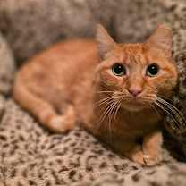 Thumbnail photo of Baby FKA Pantaloons #1