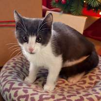 Thumbnail photo of Muffin #1