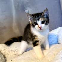 Thumbnail photo of Molly #2