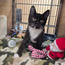 Thumbnail photo of Rio (PetSmart) #1