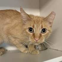 Thumbnail photo of Baby FKA Pantaloons #4