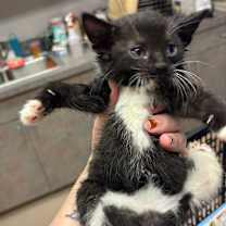 Thumbnail photo of Rio (PetSmart) #2