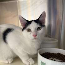 Thumbnail photo of Henry Rollins #2