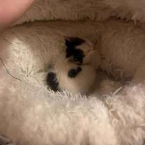 Thumbnail photo of Henry Rollins #3