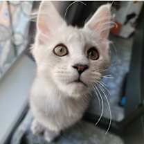 Thumbnail photo of Brinley #1