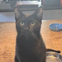 Thumbnail photo of Reacher (the purReacher) #1